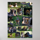 Calgary Zoo Tiger mit Cubs Poster (Vorne)