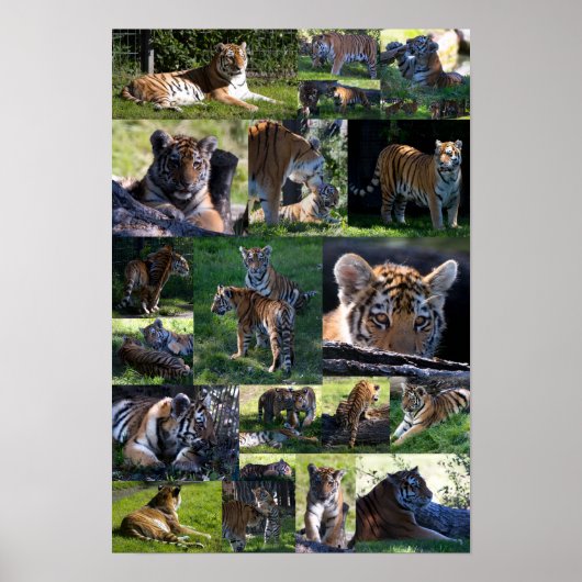 Calgary Zoo Tiger mit Cubs Poster (Vorne)