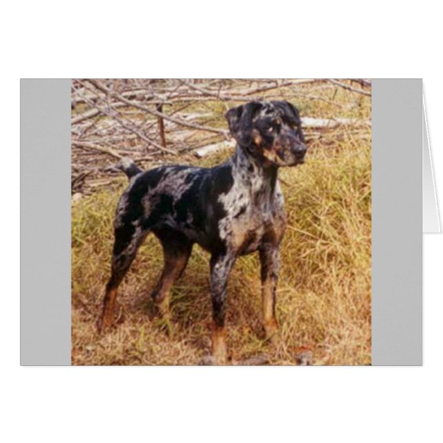 Cali (Vorderseite (Horizontal))