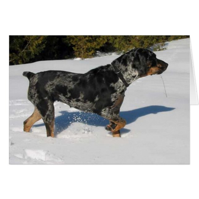 Cali (Vorderseite (Horizontal))