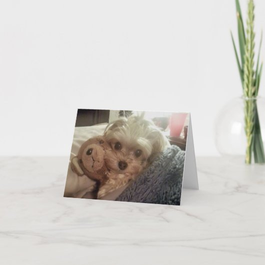 Cali Lutscher Furiends Furever leeres Notecard Karte (Vorderseite)