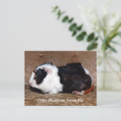 Calico Abyssinian Guinea Pig Postkarte (Stehend Vorderseite)