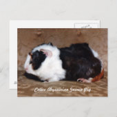 Calico Abyssinian Guinea Pig Postkarte (Vorne/Hinten)