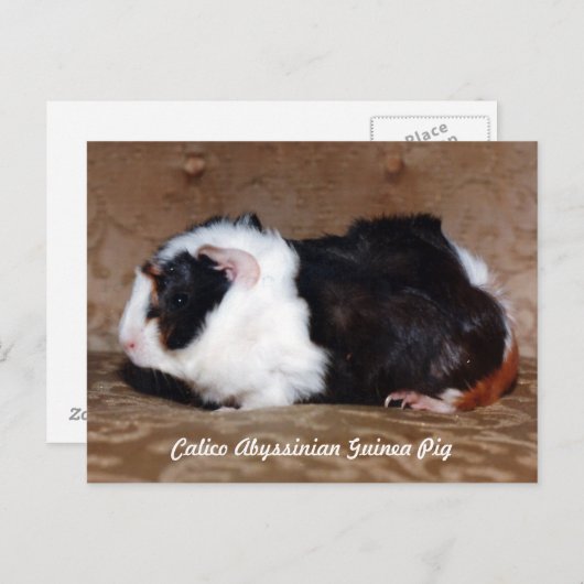 Calico Abyssinian Guinea Pig Postkarte (Vorne/Hinten)