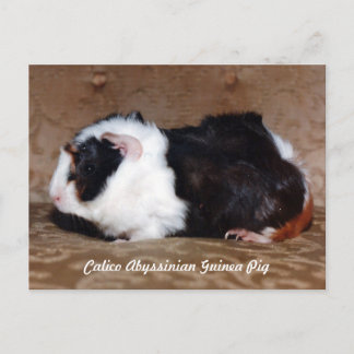 Calico Abyssinian Guinea Pig Postkarte
