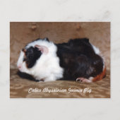 Calico Abyssinian Guinea Pig Postkarte (Vorderseite)