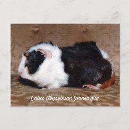 Calico Abyssinian Guinea Pig Postkarte