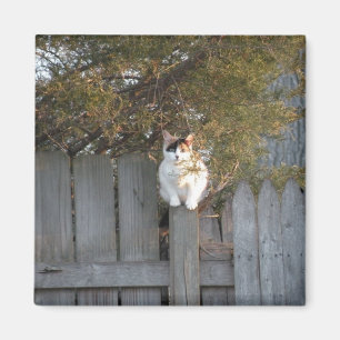 Calico auf Gartenzaun Magnet
