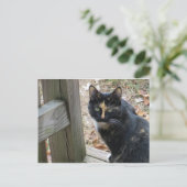 Calico auf Schritten Postkarte (Stehend Vorderseite)