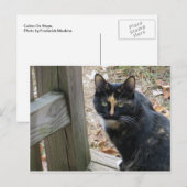 Calico auf Schritten Postkarte (Vorne/Hinten)