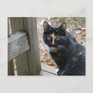 Calico auf Schritten Postkarte