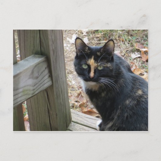 Calico auf Schritten Postkarte (Vorderseite)