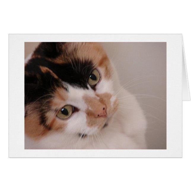 Calico Beauty (Vorderseite (Horizontal))