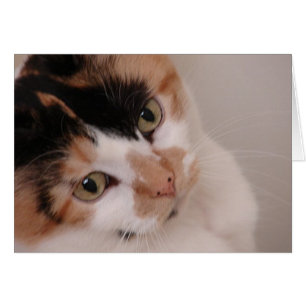 Calico Beauty Cat