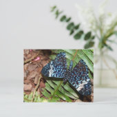 Calico Butterfly Postkarte (Stehend Vorderseite)