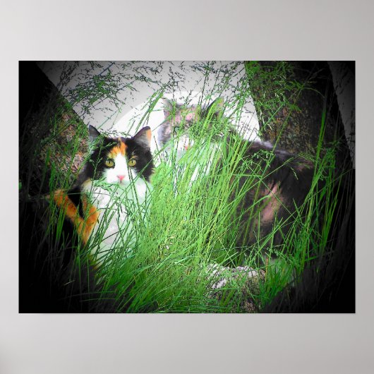 Calico Camouflage Cats Poster (Vorne)