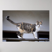 Calico Cat auf dem Balkon Poster (Vorne)