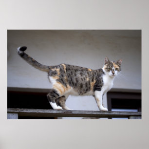 Calico Cat auf dem Balkon Poster