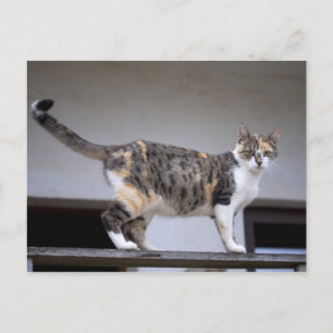 Calico Cat auf dem Balkon Postkarte