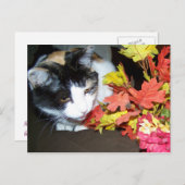 Calico Cat Autumn Postcard Postkarte (Vorne/Hinten)