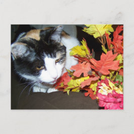 Calico Cat Autumn Postcard Postkarte