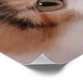 Calico Cat Birthday Party Poster (Ecke)