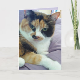 Calico Cat Blank Greeting Card Karte