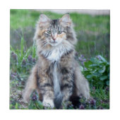 Calico Cat Fliese (Vorderseite)