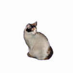 Calico Cat Fotoskulptur Schlüsselanhänger<br><div class="desc">Diese Kalico-Katze macht einen niedlichen Acrylausschnitt-Schlüsselanhänger</div>