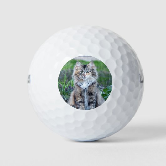 Calico Cat Golfball (Vorderseite)