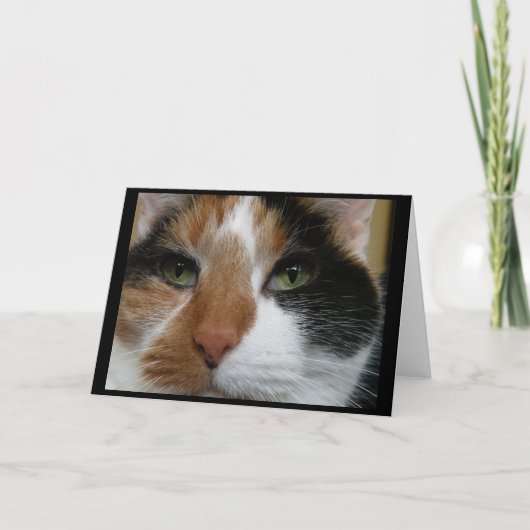 Calico Cat Greeting Card Karte (Vorderseite)