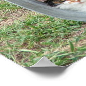 Calico Cat in Basin Poster (Ecke)