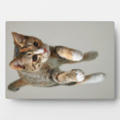 Calico Cat Jumping Fotoplatte (Vorderseite)