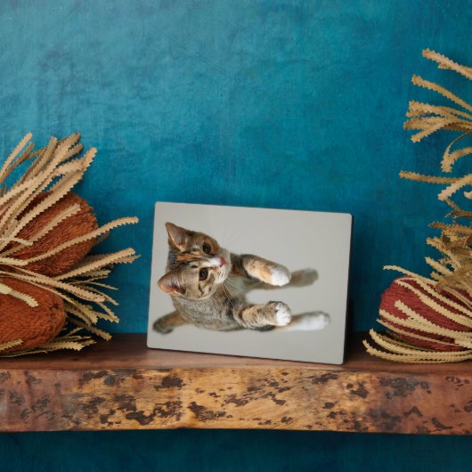 Calico Cat Jumping Fotoplatte (Seite)