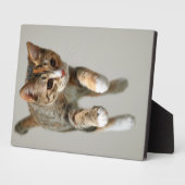 Calico Cat Jumping Fotoplatte (Seite)