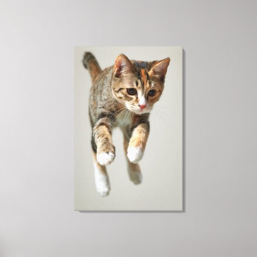 Calico Cat Jumping Leinwanddruck (Vorderseite)