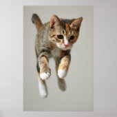 Calico Cat Jumping Poster (Vorne)