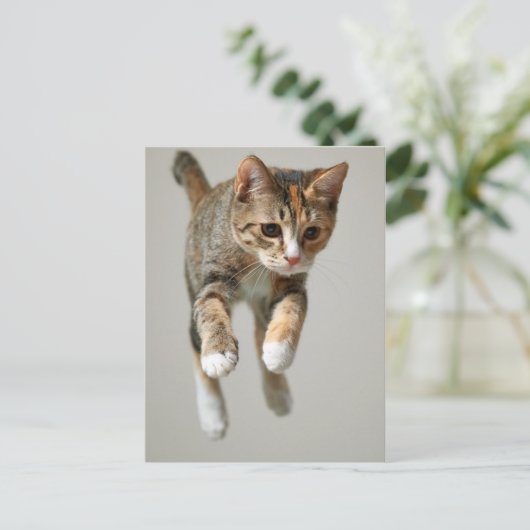 Calico Cat Jumping Postkarte (Stehend Vorderseite)