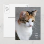 Calico Cat Liebe Postkarte (Vorne/Hinten)