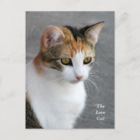 Calico Cat Liebe