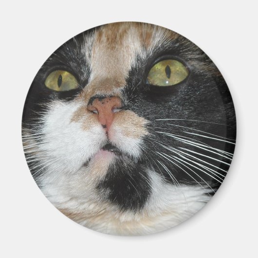 Calico Cat Magnet (Vorne)