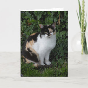 Calico Cat Note Karte