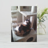 Calico Cat on Cat Tree (Stehend Vorderseite)