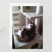 Calico Cat on Cat Tree (Vorne/Hinten)