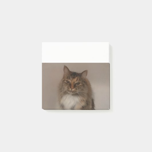 Calico Cat Post it Notes Post-it Klebezettel (Vorderseite)