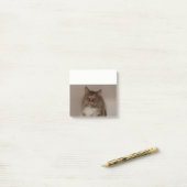 Calico Cat Post it Notes Post-it Klebezettel (Auf Schreibtisch)