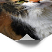 Calico Cat Poster (Ecke)