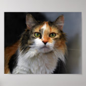 Calico Cat Poster (Vorne)
