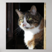 Calico Cat Poster (Vorne)