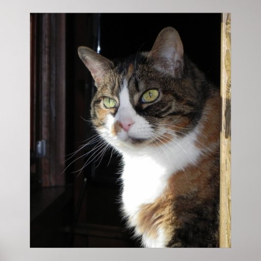 Calico Cat Poster (Vorne)